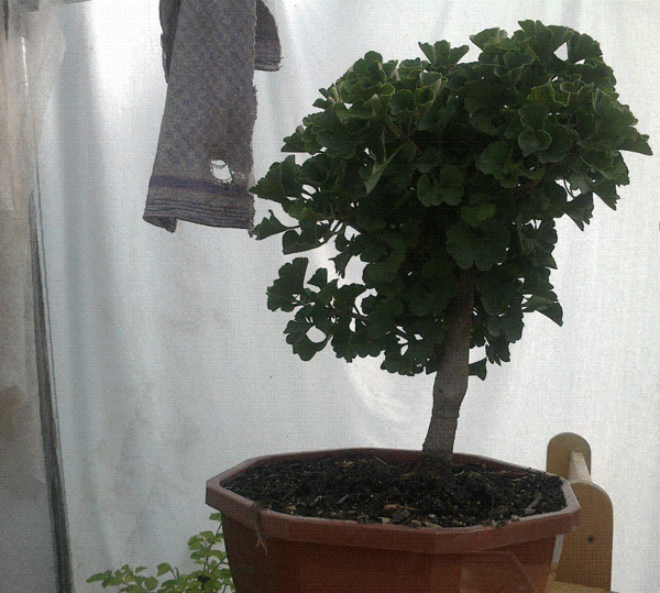 gingko.GIF