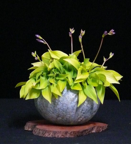 Hosta_GoldenSunrise_HvG.JPG