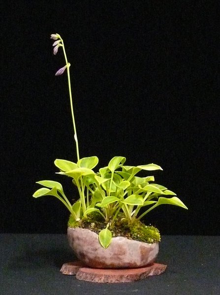 Hosta_GoldenTiara_HvG.JPG