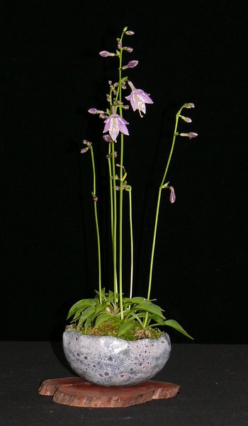 Hosta_Gracillima_HvG.JPG