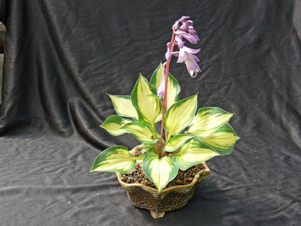 Island-Charme1_Lioth.jpg