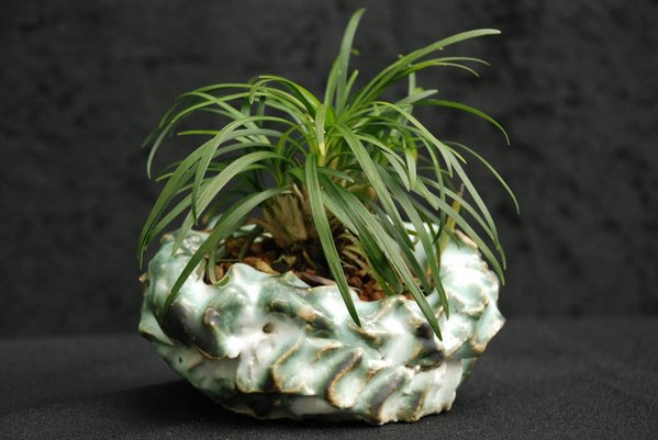 ophiopogon_klauso.jpg