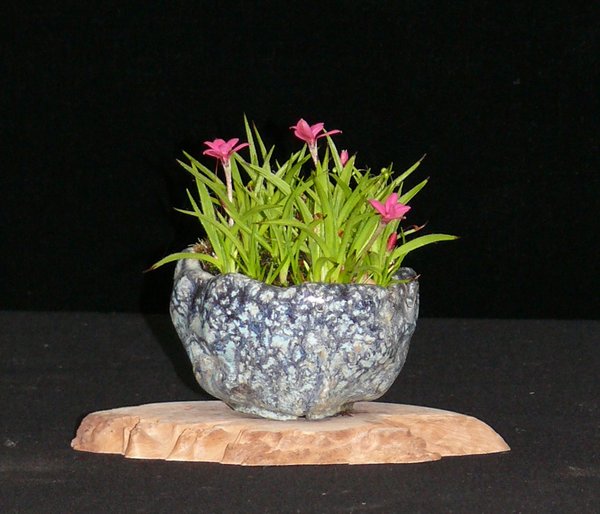 Rhodo3_HvG.JPG