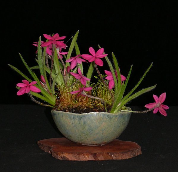Rhodo5_HvG.JPG