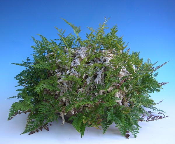 Z-Davallia-mariesii_Wolfgang.jpg