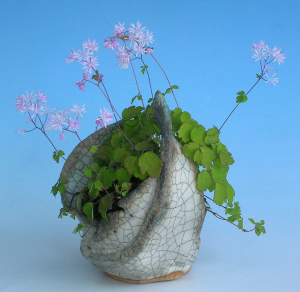Z-Thalictrum-kiusianum_Wolfgang.jpg