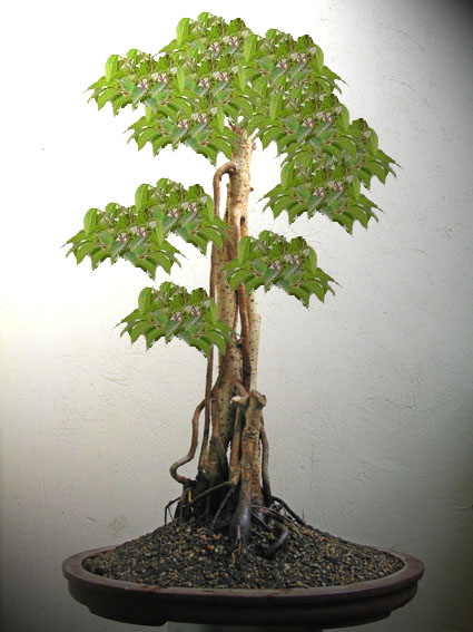 ficus-fcarrio a.jpg