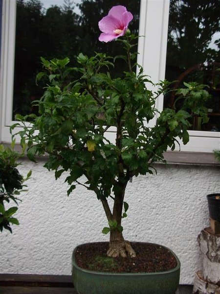 Hibiskus