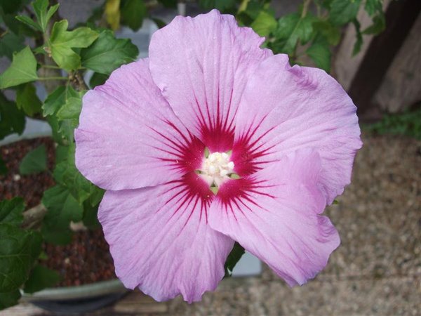 Hibis Blüte