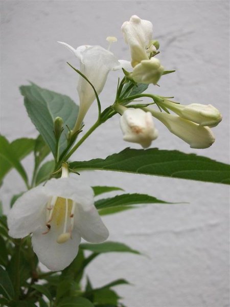 Weig Blüte
