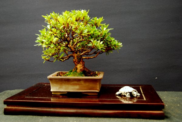 Azalee "Korin" Höhe ab Schalenoberkante 19cm