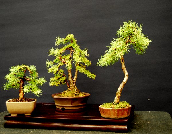 Jap. Lärchen 11cm, 23cm, 25cm hoch