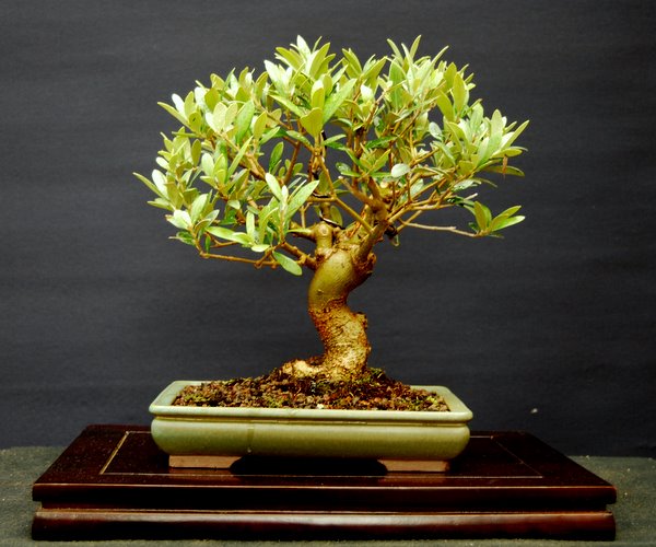 Olive hinten/vorn