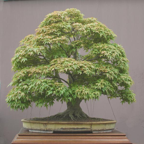 DSC_0003(4)v.jpg
