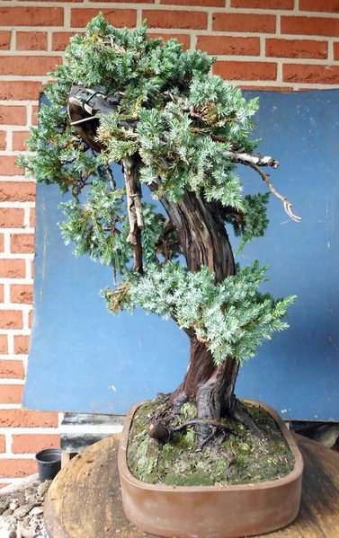 juniperus squamata phil le blanc 9.jpg