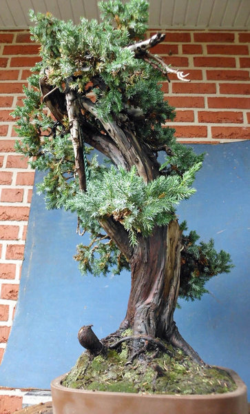 juniperus squamata phil le blanc 11.jpg