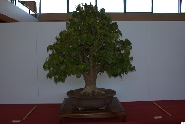 DSC06696.jpg
