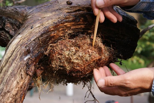 Sphagnum entfernen