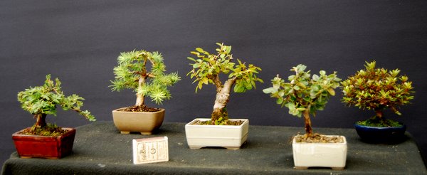 v. l. n. r.  Potentilla, Lärche, Ulme, Cotoneaster, Azalee.