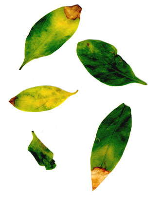 bonsai_small.jpg