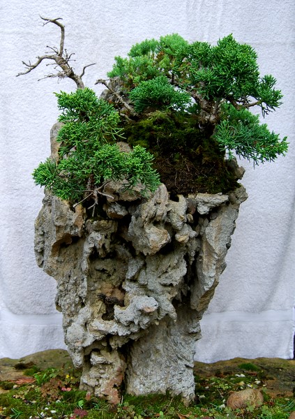 Wacholder auf Rockenberger Sandrosenstein<br />63cm hoch