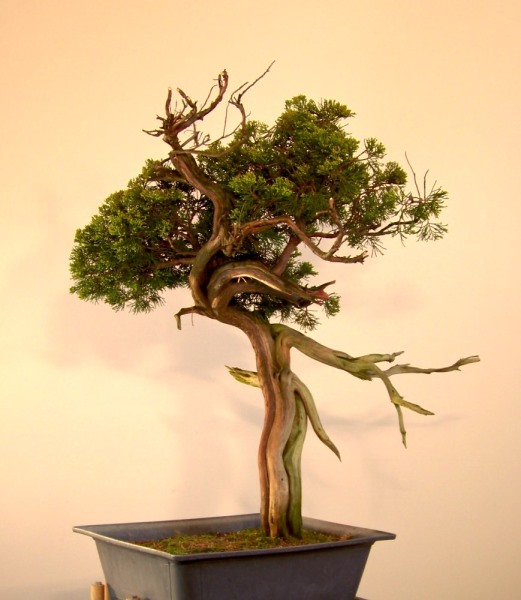Baum Vorher : Gestaltung Jan Schwope