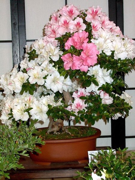 2004