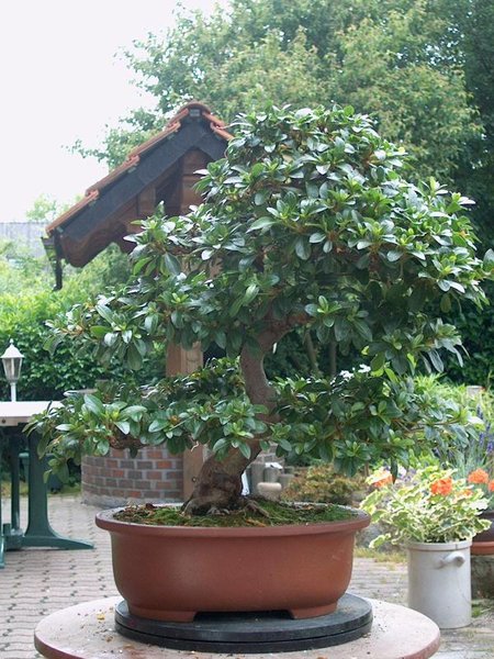 2004 nach der Blüte