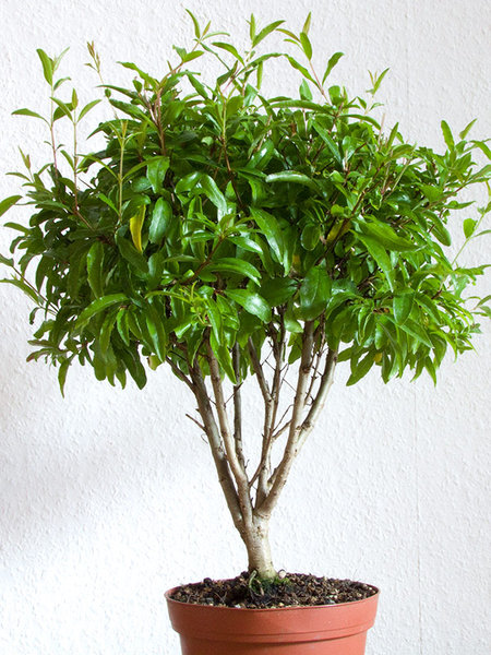 CRW_8900_pg1.jpg