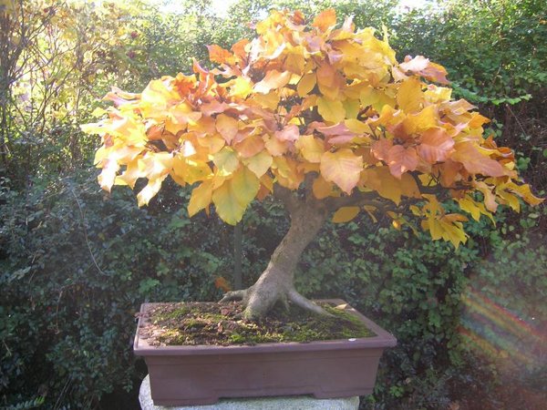 Herbst 2007