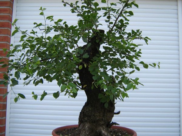 2011-05-23.JPG