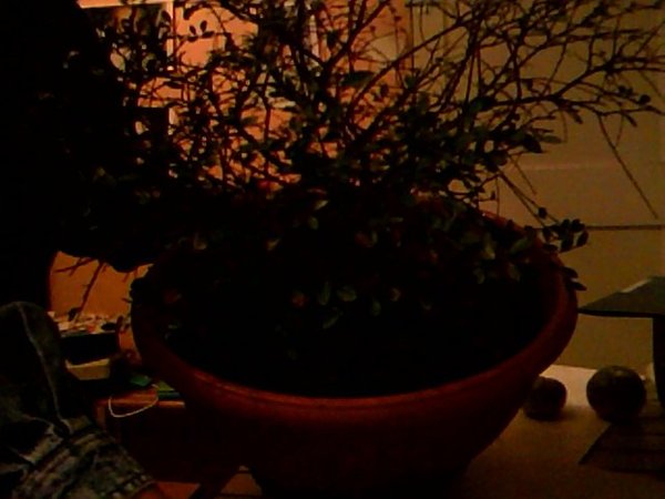 Snapshot_20110909_1.JPG