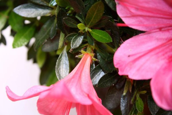 zu entfernende Blüte