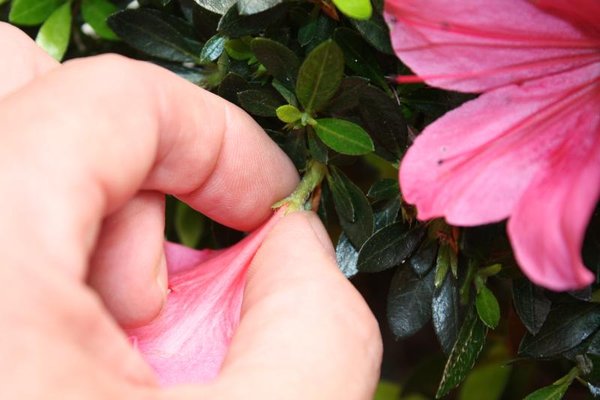 Griff unter die Blüte