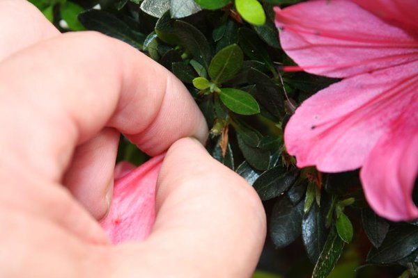 die Blüte wurde samt Fruchtknoten entfernt