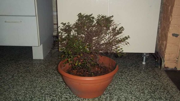 mon-bonsai-Sept.2011-002.jpg
