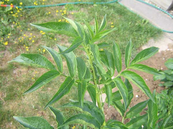 IMG_0232.jpg