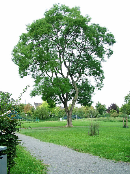 schnur_01.jpg