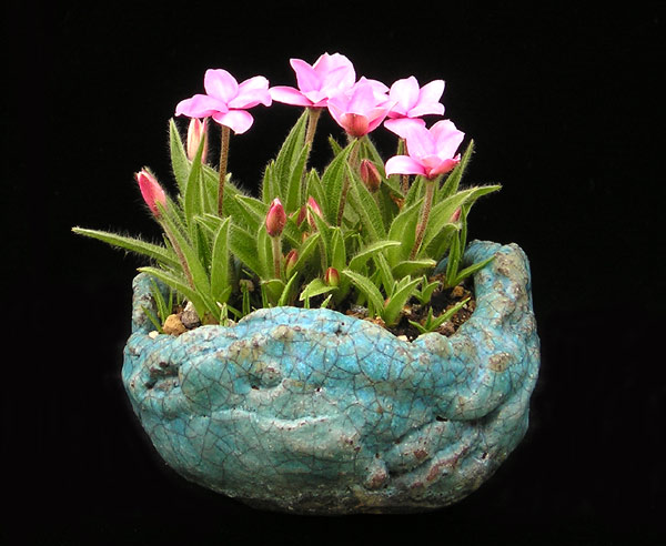 0522200523RhodohypStella.jpg
