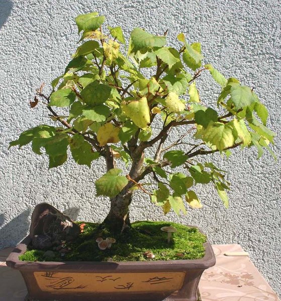 Tilia_Herbst11.JPG