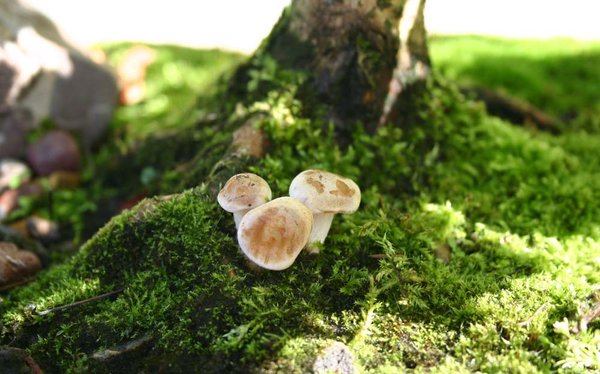 Tilia_Herbst11 (1).JPG