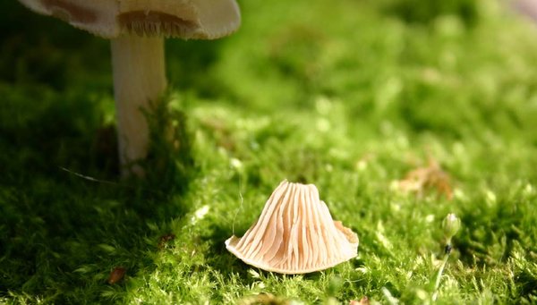 Tilia_Herbst11 (3).JPG