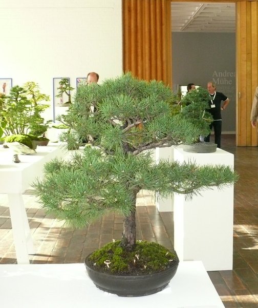 P1040207k.JPG