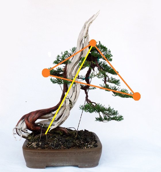 Juniperus_Michael_2b.jpg