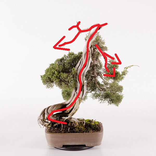 Juniperus_Michael_1e.jpg
