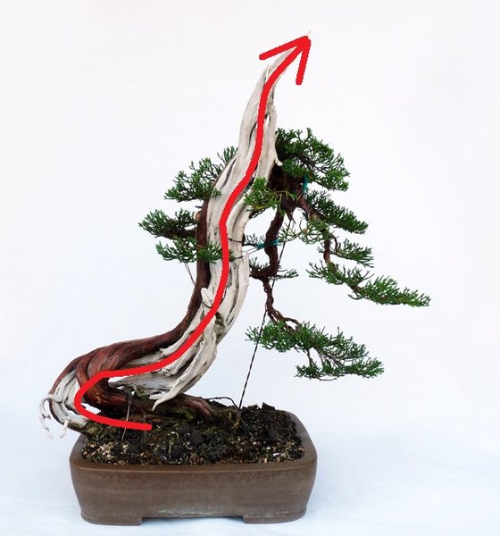 Juniperus_Michael_2c.jpg