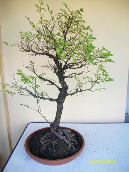 1 Baum.jpg
