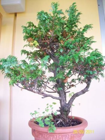 2 Baum.jpg