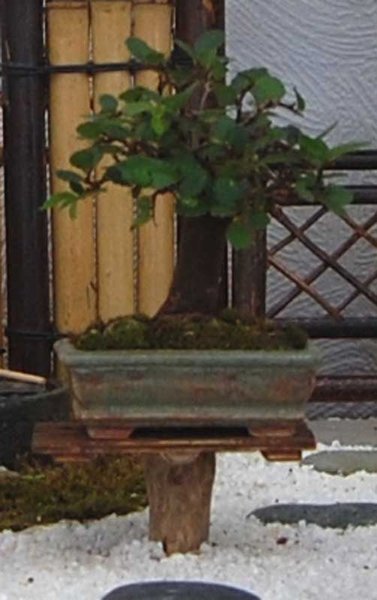 DSC_0105b.JPG