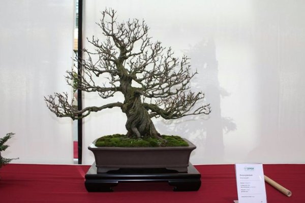 IMG_7210.JPG